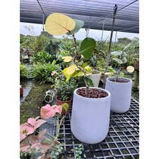 霏霏園藝班葉海葡萄盆栽一棵特價含盆 綠意盎然點綴居家空間 輕鬆享受自然美景, 1個, 7吋水泥盆2500元