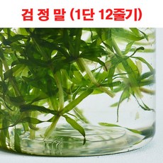 생물농장 검정말, 1단