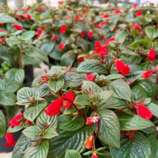 인디안벨 중품 인디언벨 엔세베고니아 베고니아, 1개