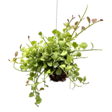 피움뜰 행잉플랜트 디시디아 벽걸이 화분걸이 공중 넝쿨 늘어지는 플랜테리어 공기정화, 1. 디시디아(그린애플), 1개