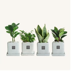 플랜트스토리 스페셜그레이 소형 4종 화분 세트, 1세트, H형 금전수+아이비+수퍼바+청페페