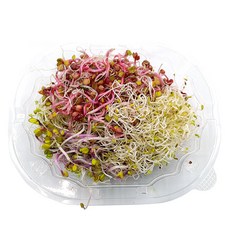야채왕 새싹 모듬 1팩 500g, 1개