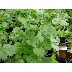 芫荽葉純精油 Coriandrum sativum 埃及, 1個, 30ml