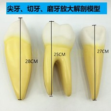 어금니모형 치아모형 송곳니 치과 이빨 해부 단면 교구 분리가능, A. 어금니 앞니 송곳니 확대 모형1세트
