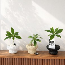 하이오브제 홍콩야자 파키라 조화 화분 세트 인테리어 소품, 1개, 미니 홍콩야자 도넛팟 S