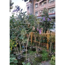 霏霏園藝大花許願疼四季開 花徑8-9吋 庭院陽台盆栽首選 特價一棵1000元