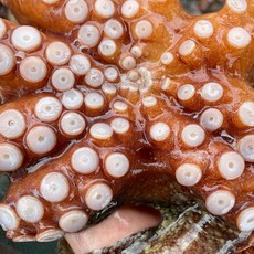 산지직송 남해안 여수 자연산 생물 돌문어 1kg (1-3미), 1개, 1kg(4미내외)