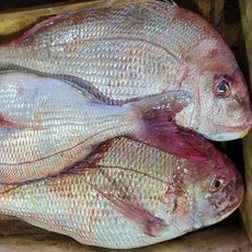 자연산 참돔 2kg(6미내외), 1세트, 2kg
