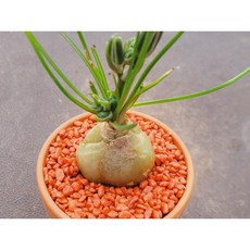 다육식물 알부카 (꽃대있는아이선별배송) 노란꽃이피고 은은한향이 납니다 토분에 심은 다육 다육이 분갈이 필요없는 다육화분 화분째 배송합니다. 로뎀다육, 1개, 계절에따라변화