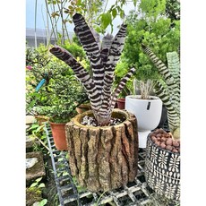 霏霏園藝亞馬遜斑馬植物，仿真觀賞鳳梨科植物，熱帶雨林風格居家裝飾, 1個, 單買樹600元