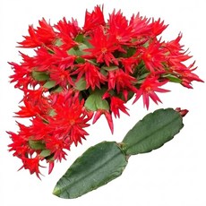 봄원종 샛별 커팅 수입 게발선인장 공기정화식물, 1개, 단일