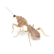 난초사마귀 곤충모형 피규어 모델 큰칼 장난감 유체 장식 모조 거대, 예매, A. P2 2 마름잎사마귀(라이트)