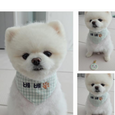 자수그림 반려견스카프 강아지 케이프 이름표 고양이 애견 턱받이, 블루, 스마일, 1개