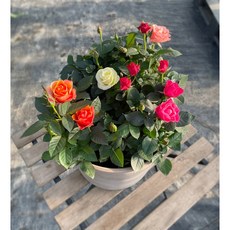 서비내 미니장미 1개 단품 or 3종세트 배란다월동 향기좋은꽃 선물용꽃, 단품(1개)