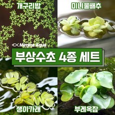 미미네아쿠아 둥둥 수조 위 뜨는 부상 수초 키우기 4종 세트 (SET8), 1세트