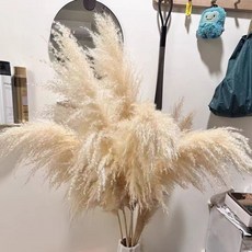 新竹出貨 大繐天然蘆葦幹花花束 網紅真花客廳落地擺設蒲葦室內裝飾, 進口1.3米5支穗長約70厘米