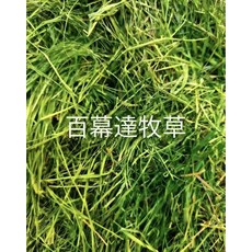 百慕達牧草 高纖磨牙寵物草, 1個