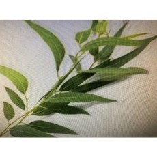 澳洲茶樹純精油 450G, 1個