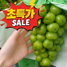 [하루100박스 특가] 산지직송 고당도 샤인머스켓 씨없는 청포도, 1박스, 1kg (2~3수)
