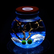 마리모 수경식물 경기도 터틀 레드 트라이던트 석영 데이트 모프 심기 레오파드 재료 로툰디폴리아 나한송 뉴트 그리스 용기 아이소포드 57252EA, 단일제품