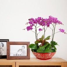 미니호접란MTFF015, 서울특별시／광역시／경기도, 베이직, 필요없음