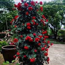 주택담장 전원주택 울타리 테라스 주택 팬스 휀스 난간펜스, J. Florentina 어머니 묘목 1.6m