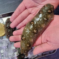 남해 활 해삼 자연산 해삼 고노와다 바다의산삼 해삼 회 배송 집에서소주안주, 1개, 1kg 4-14미