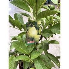 霏霏園藝 四季牛奶珍珠芭樂 8吋盆 3年樹 盆栽 矮種 脆籽少, 1個