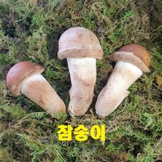 옥과농원 곡성 친환경 참송이버섯, 2등급 500g, 1