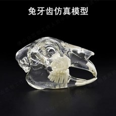 구강구조 개과 강아지 수의사 치아모형 이빨 정확한, C. 토끼 머리