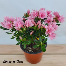 철쭉 방울 소품 방울기리시마 서양철쭉 봄꽃, 1개, 핑크