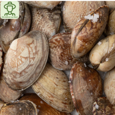 [GMD]당일조업 국산 손질 바지락살 왕바지락살 생물 바지락 조개살 깐비지락살, 3개, 왕바지락 1kg