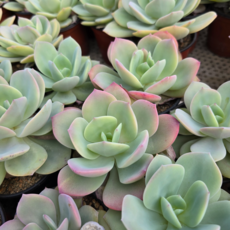 국민 다육이 백봉 농장직영 [메가팜], 5개, 백 봉