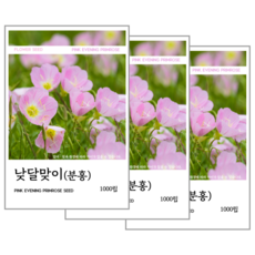 낮달맞이(분홍) 씨앗 1000립, 3개