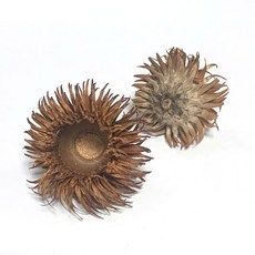 가을 떡갈나무 열매 도토리 갓, 상세페이지 참조