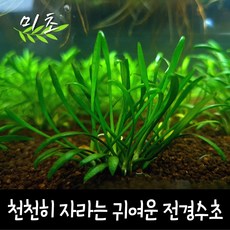 [미초] 크립토코리네 팔바 수초 3뿌리 / 전경 수초 / 초보자 수초 / 어항 수초, 3개