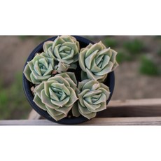 러블리로즈합식 분째배송 키우기쉬운 다육식물 다육이가드닝, 1개