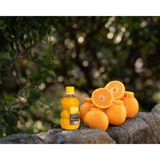 제주랑 한라봉 100%착즙 감귤주스 (2box), 40개, 320ml