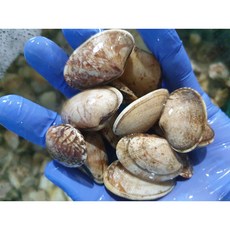 국내산 남해안 활바지락 생물 산지직송, 1개, 1kg