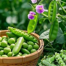 [26년수확] 국내산 산지직송 완두콩 고소달큰한 햇완두콩, 2kg, 1박스