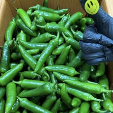 안 맵고 아삭한 모닝고추 특A급, 1개, 500g