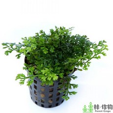 林作物 迷你黑木蕨 水中葉水草 不須CO2 前景陰性草 新手造景植物 單盆裝, 單一盆裝(每盆約7-8葉)