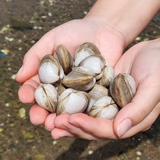 제철 서해안 생물 동죽 1kg 세척 해감 물총조개 산지직송, 1박스, 2kg