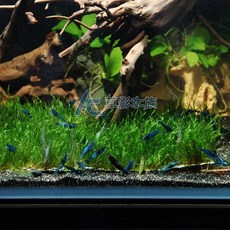 AC草影 水草前景草 莫絲珊瑚鐵片 陰性水草 不用CO2, 1個