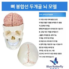두개골모형 얼굴 인체 해부학 신경 구조 모델 실습 병원, 뇌와 뼈  두개골