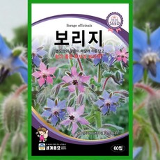 보리지 씨앗 60립 허브 종자 희귀 식물 꽃씨