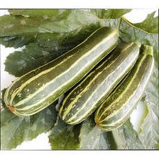綠竹夏南瓜種子 100粒 櫛瓜 產量高 易採收, 1包