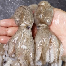 서천 생물 주꾸미 1KG, 1개, 급냉주꾸미 1kg