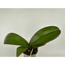 蝴蝶蘭美月分生苗1.7吋盆栽，清新優雅，居家綠植首選, 3.5吋無梗苗