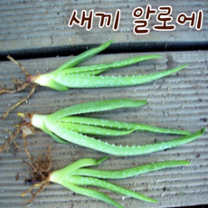 [아트플라워] 알로에 화분 알로에베라 이파리 알로에화분, 1개, 10mg